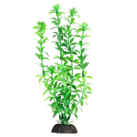 Растение "Гемиантус" зеленый, 400мм