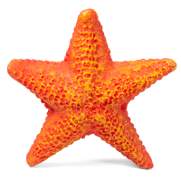 Laguna Звезда морская малая, 85*85*23мм