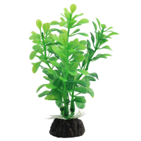 Растение "Альтернантера" зеленая, 100мм