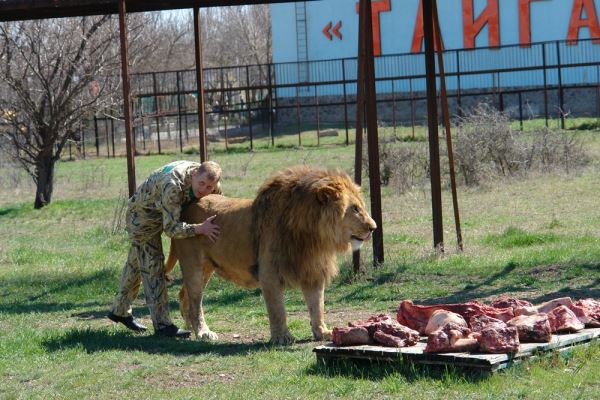 Очевидцы рассказали подробности нападения льва на хозяина парка "Тайган"