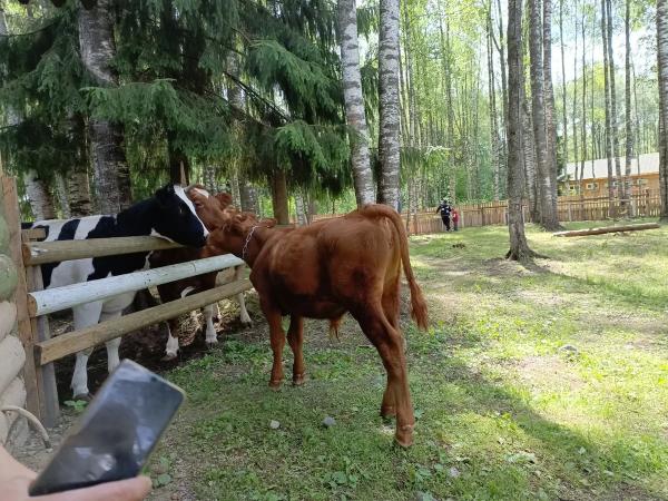 Мандроги в цифрах и фактах: кто сюда приезжает и где живет